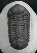Large Phacops Speculator Trilobite #8029-2